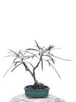 LANCEWOOD (NZ NATIVE) - MiniGardens NZ