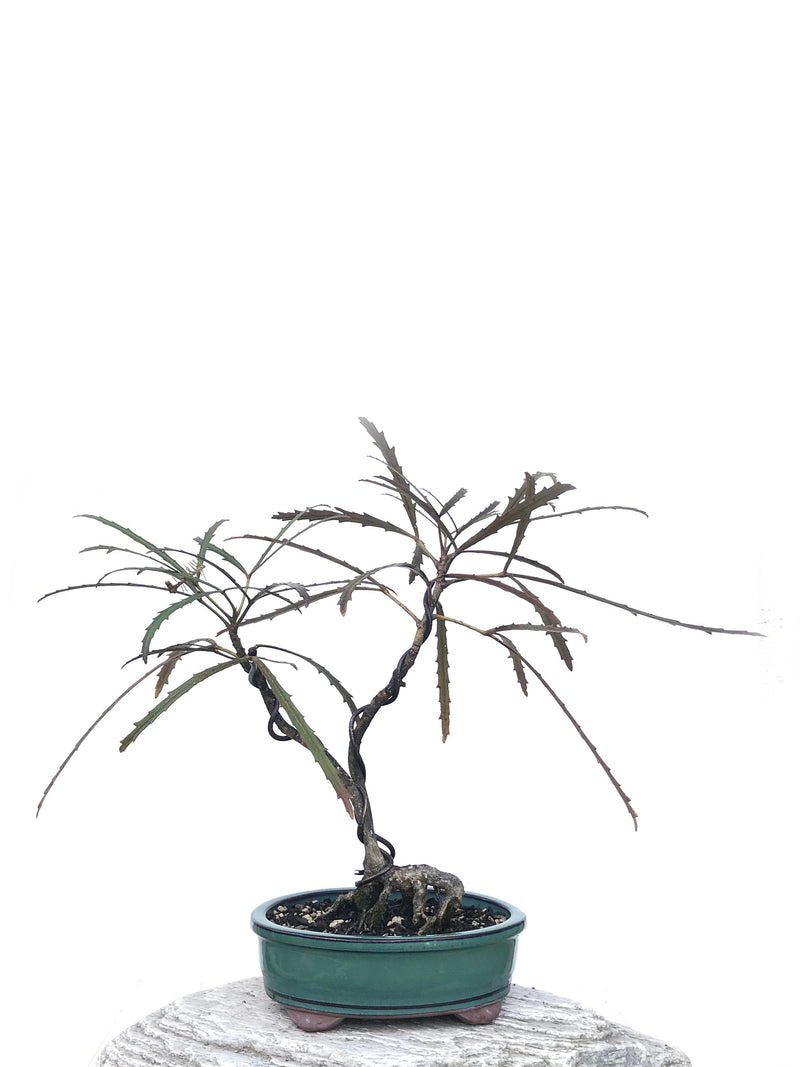 LANCEWOOD (NZ NATIVE) - MiniGardens NZ