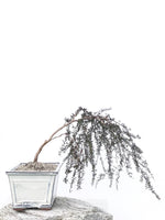 MANUKA TREE (NZ/AUS NATIVE) - MiniGardens NZ