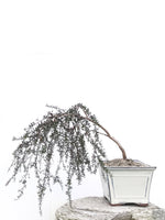 MANUKA TREE (NZ/AUS NATIVE) - MiniGardens NZ