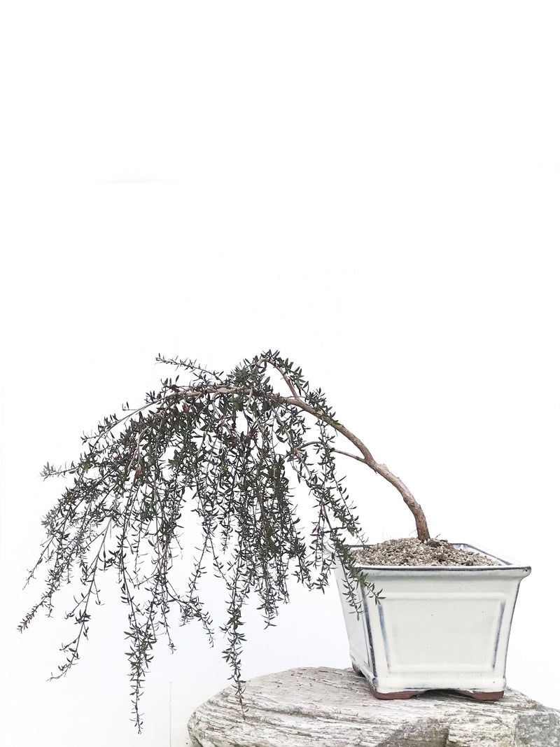 MANUKA TREE (NZ/AUS NATIVE) - MiniGardens NZ