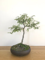 CALLIANDRA (INFORMAL UPRIGHT) - MiniGardens NZ