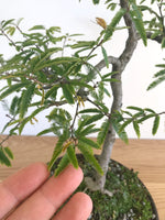 CALLIANDRA (INFORMAL UPRIGHT) - MiniGardens NZ