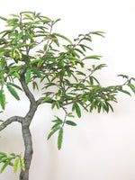 CALLIANDRA (INFORMAL UPRIGHT) - MiniGardens NZ