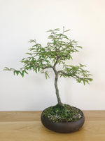 CALLIANDRA (INFORMAL UPRIGHT) - MiniGardens NZ