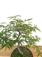 CALLIANDRA (INFORMAL UPRIGHT) - MiniGardens NZ