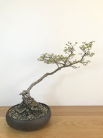 CHINESE ELM (INFORMAL UPRIGHT) - MiniGardens NZ