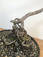 CHINESE ELM (INFORMAL UPRIGHT) - MiniGardens NZ