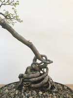CHINESE ELM (INFORMAL UPRIGHT) - MiniGardens NZ