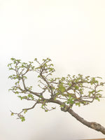 CHINESE ELM (INFORMAL UPRIGHT) - MiniGardens NZ