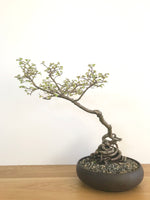 CHINESE ELM (INFORMAL UPRIGHT) - MiniGardens NZ