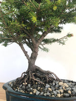 KOREAN FIR (SHOHIN) - MiniGardens NZ
