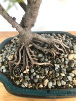 KOREAN FIR (SHOHIN) - MiniGardens NZ
