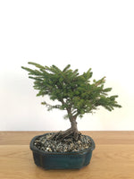 KOREAN FIR (SHOHIN) - MiniGardens NZ