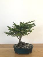 KOREAN FIR (SHOHIN) - MiniGardens NZ