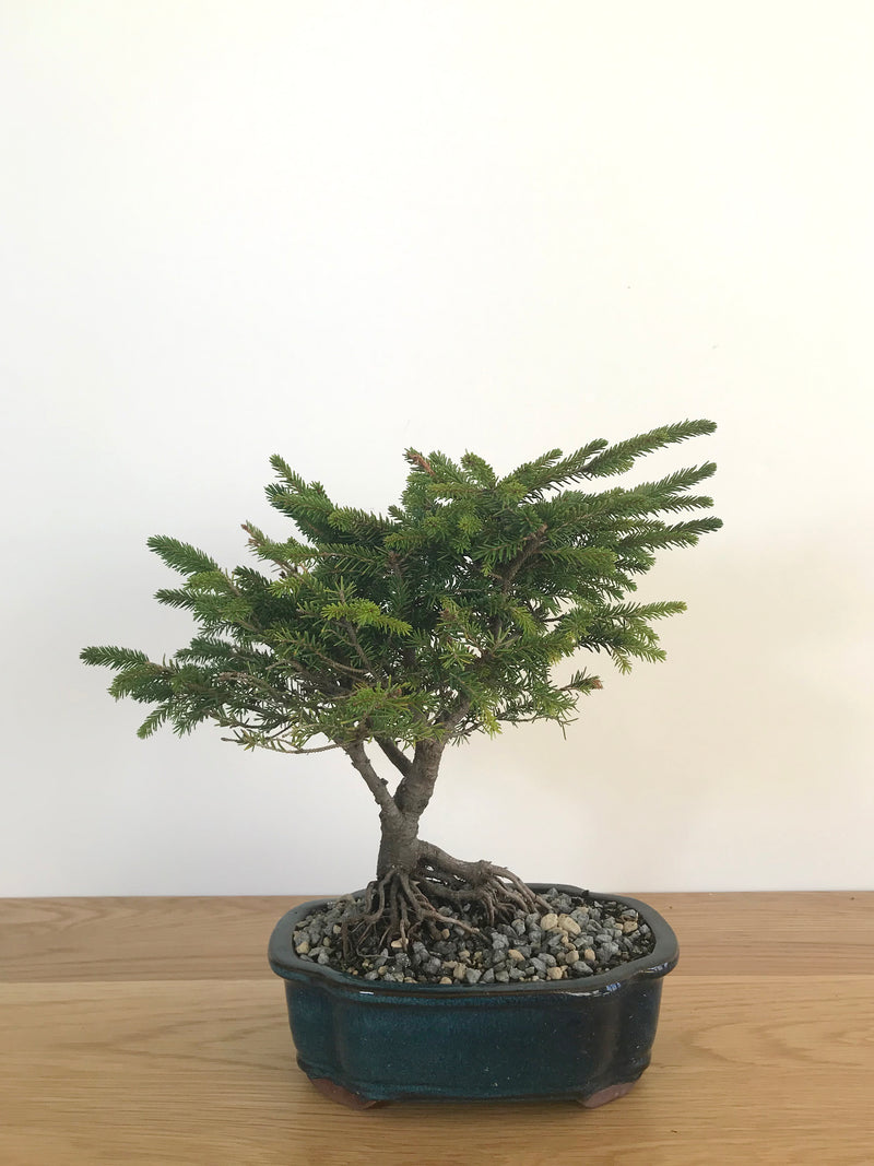 KOREAN FIR (SHOHIN) - MiniGardens NZ