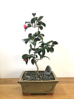 JAPANESE CURLY CAMELLIA (CAM1907001) - MiniGardens NZ