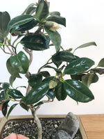 JAPANESE CURLY CAMELLIA (CAM1907001) - MiniGardens NZ