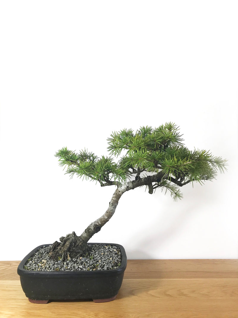 HIMALAYAN CEDAR (INFORMAL UPRIGHT) - MiniGardens NZ