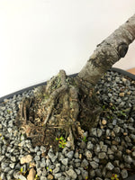 HIMALAYAN CEDAR (INFORMAL UPRIGHT) - MiniGardens NZ