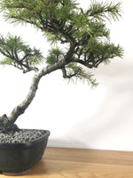 HIMALAYAN CEDAR (INFORMAL UPRIGHT) - MiniGardens NZ