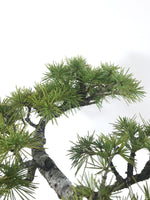 HIMALAYAN CEDAR (INFORMAL UPRIGHT) - MiniGardens NZ