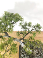 HIMALAYAN CEDAR (INFORMAL UPRIGHT) - MiniGardens NZ