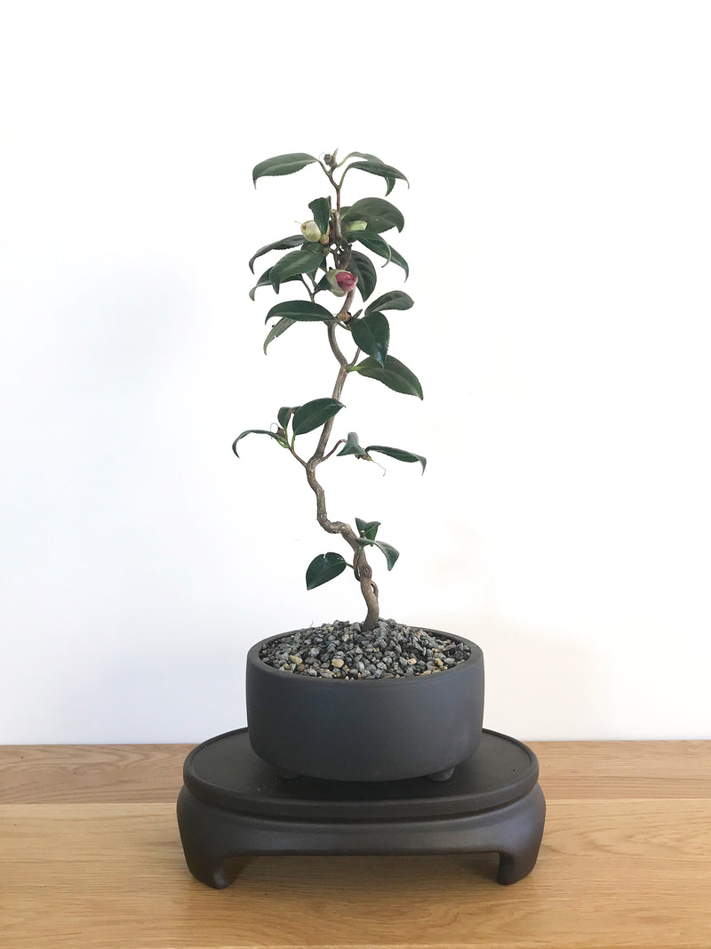 JAPANESE CURLY CAMELLIA (CAM1907003) - MiniGardens NZ