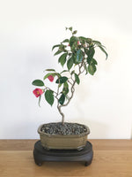 JAPANESE CURLY CAMELLIA (CAM1907004) - MiniGardens NZ