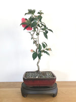 JAPANESE CURLY CAMELLIA (CAM1907005) - MiniGardens NZ