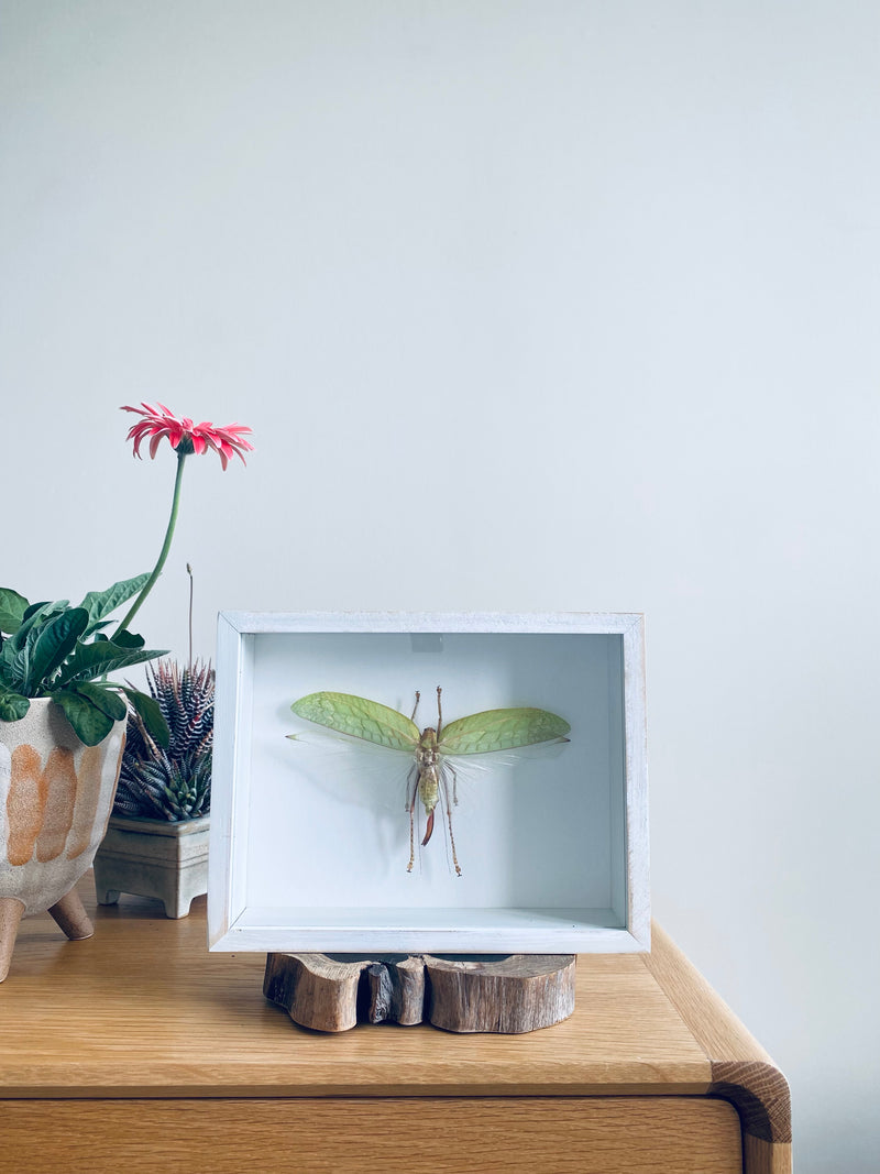 Indonesia Giant Bush Cricket