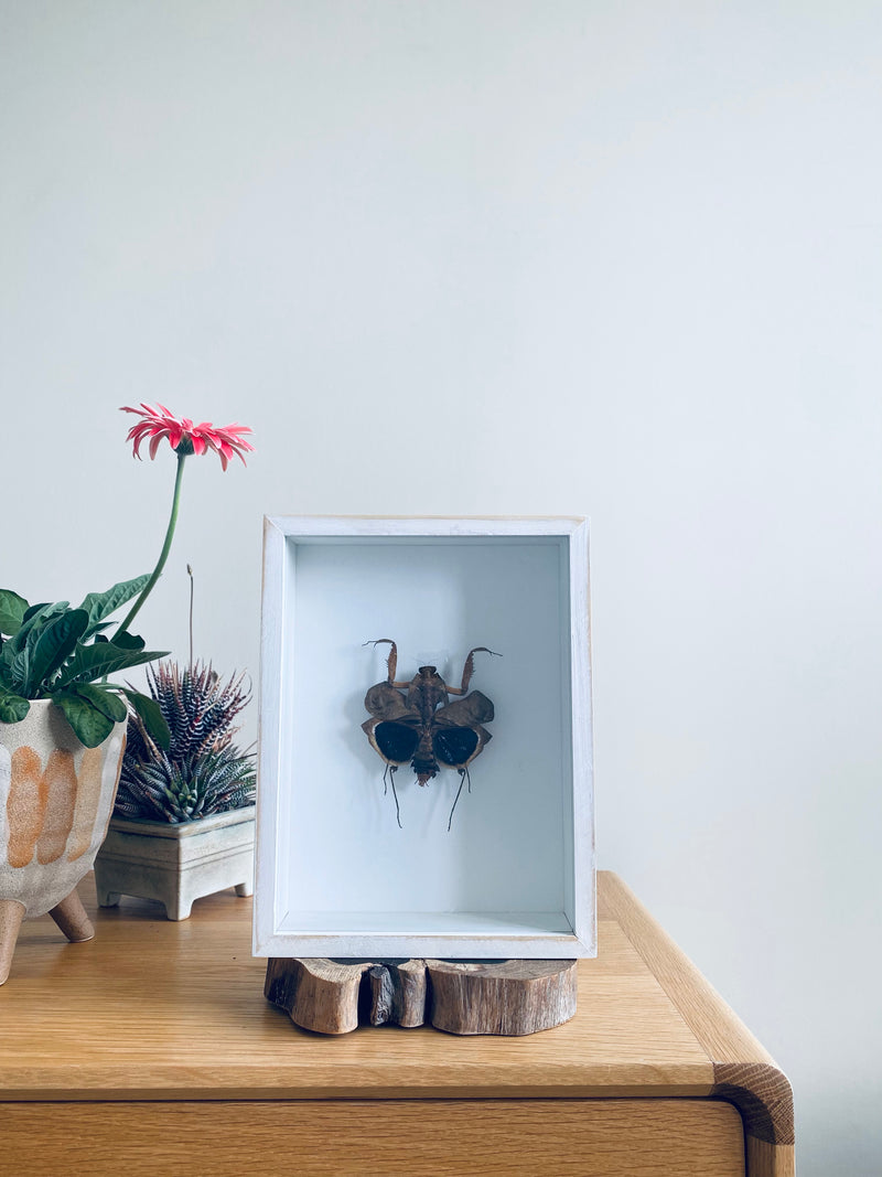 Southeast Asian Dead Leaf Mantis