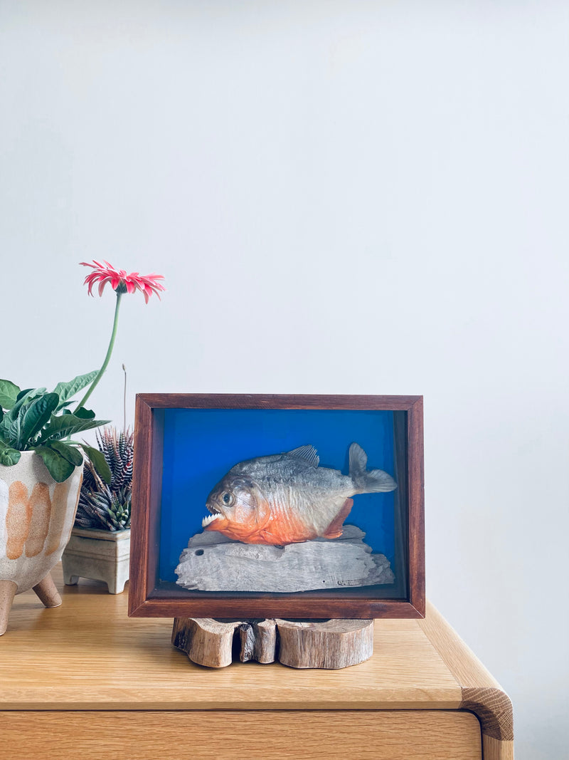 Red Belly Piranha
