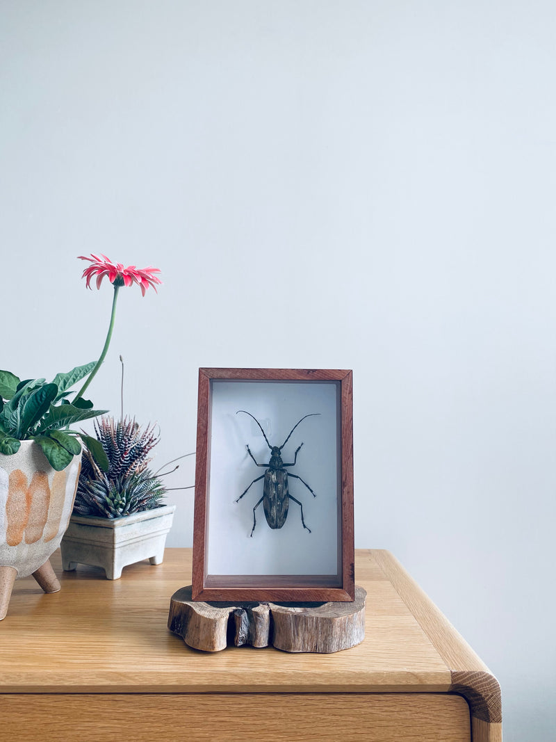 Indonesia Longhorn Beetle