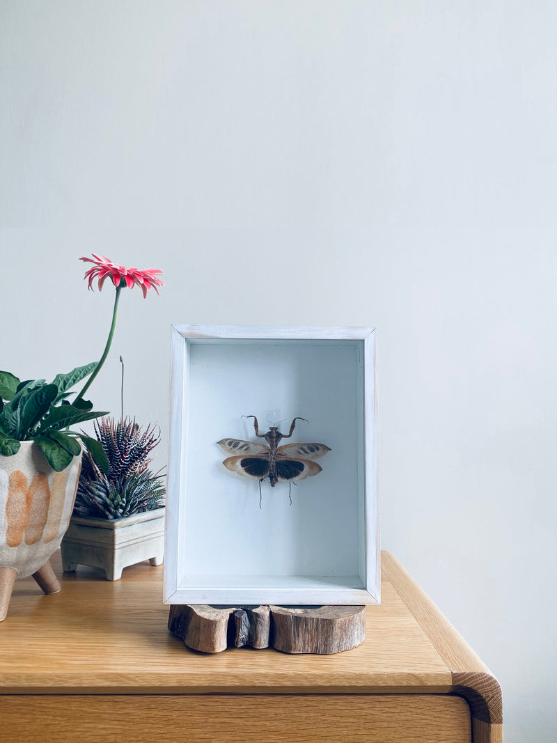 Southeast Asian Dead Leaf Mantis II