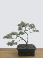 CHINESE JUNIPER (CJ12001) - MiniGardens NZ