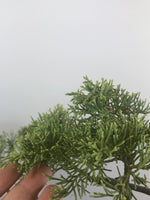 CHINESE JUNIPER (CJ12001) - MiniGardens NZ