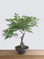 PURPLE WISTERIA (UMBRELLA) - MiniGardens NZ