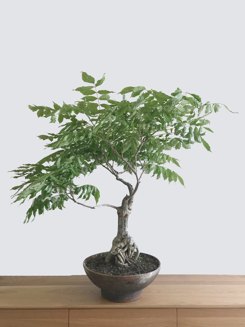 PURPLE WISTERIA (UMBRELLA) - MiniGardens NZ