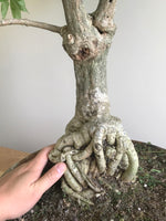 PURPLE WISTERIA (UMBRELLA) - MiniGardens NZ