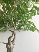 PURPLE WISTERIA (UMBRELLA) - MiniGardens NZ