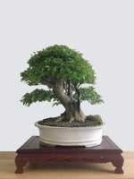 JAPANESE PRIVET (BROOM) - MiniGardens NZ