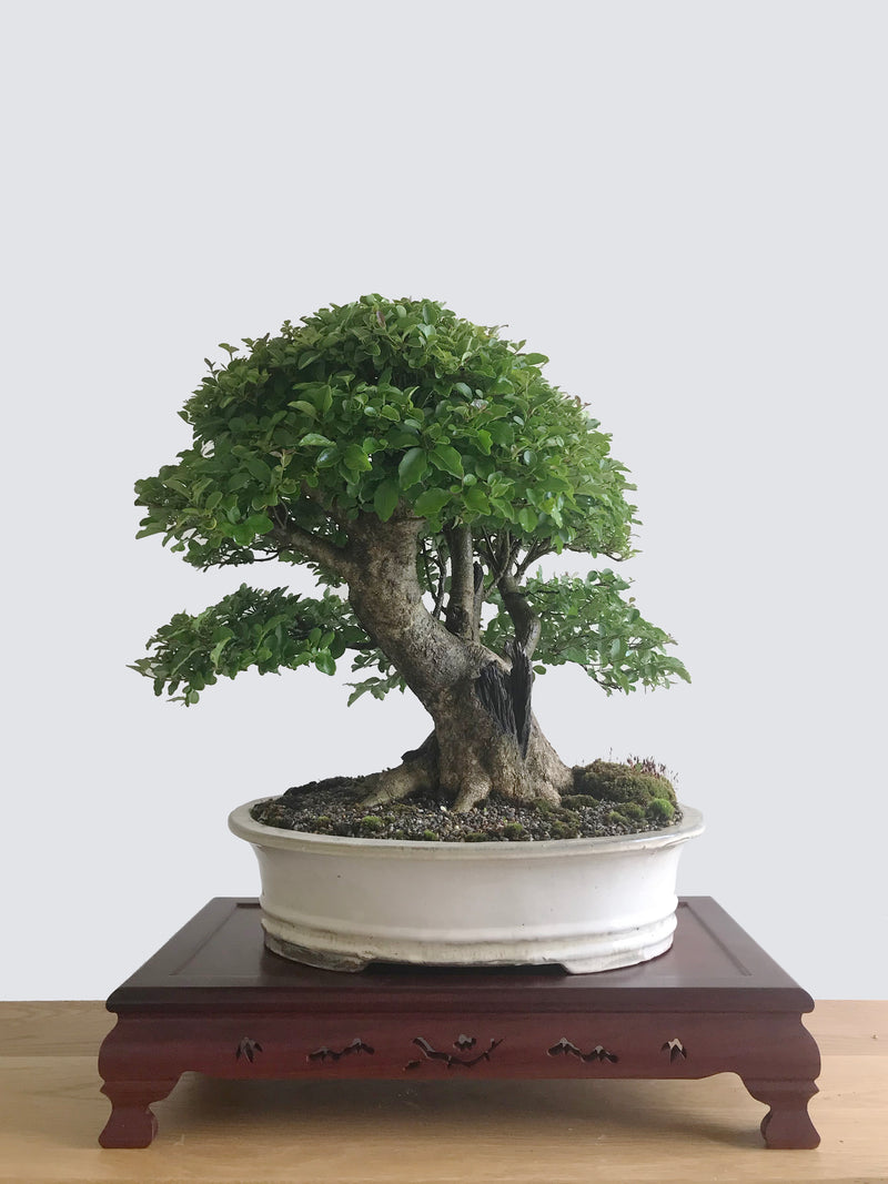 JAPANESE PRIVET (BROOM) - MiniGardens NZ