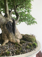 JAPANESE PRIVET (BROOM) - MiniGardens NZ