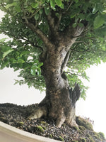 JAPANESE PRIVET (BROOM) - MiniGardens NZ