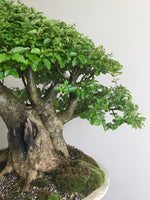 JAPANESE PRIVET (BROOM) - MiniGardens NZ