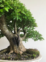 JAPANESE PRIVET (BROOM) - MiniGardens NZ