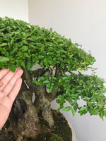 JAPANESE PRIVET (BROOM) - MiniGardens NZ