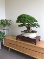 JAPANESE PRIVET (BROOM) - MiniGardens NZ