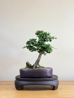 ENGLISH IVY (SLANT) - MiniGardens NZ